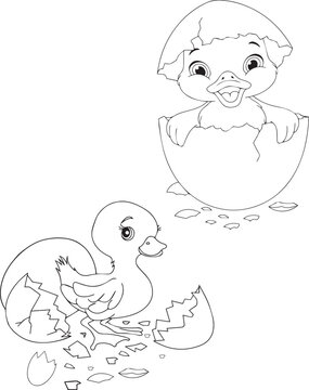 Baby Ducks coloring book pages images, Ducks coloring book for kids, Duck vector animal cartoon images,