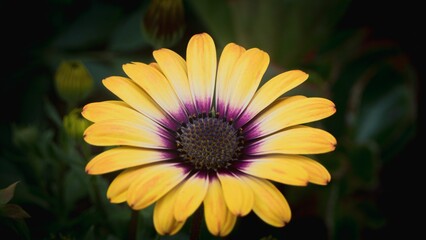 a yellow and purple flower on a dark background - free image 343432
