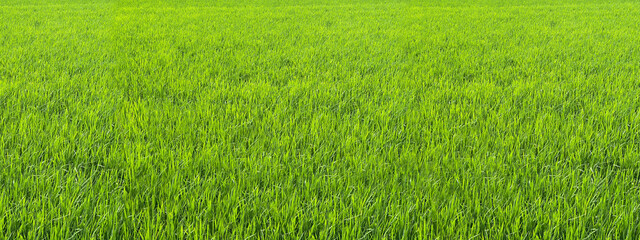 Fototapeta na wymiar 初夏の稲作　稲穂のパノラマ風景