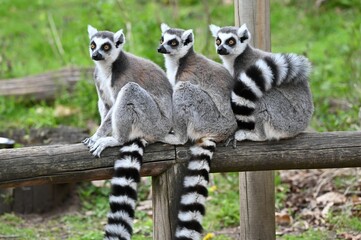 Infant ring-tailed lemurs perched on the wooden bench - obrazy, fototapety, plakaty
