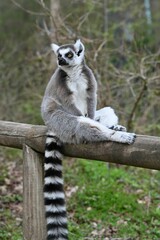 Close-up of a ring-tailed lemur perched wooden fence