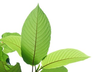 Naklejka na ściany i meble A branch of Kratom leaves on white isolated background for green foliage backdrop with copy space