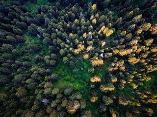 Aerial shot of an autumn forest.