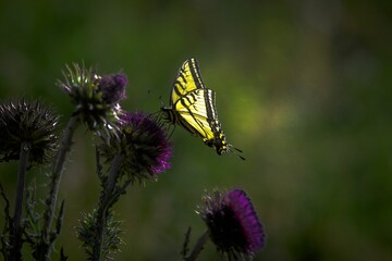 yellow butterfly sitting on a purple flower with a green background