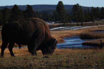 Majestic American bison grazing in a lush field with a body of water in the background.