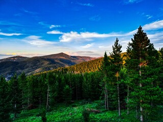 Panoramic view of a mountainous landscape featuring tall trees in Montana