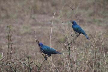 Reater blue-eared starlings in a grassy meadow, surrounded by lush vegetation