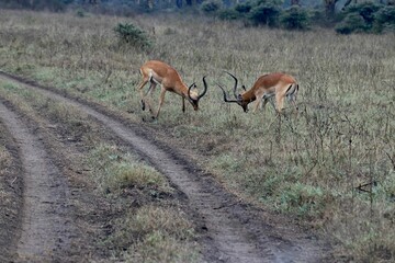 Two gazelles fight with each other in a lush meadow next to a rural dirt road