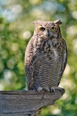 Vertical shot of a South American great horned owl perched on wood in a zoo