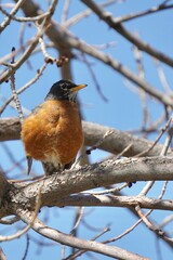 Vertical shot of an American robin perched on a tree under a blue sky