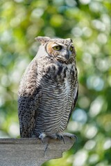 Vertical shot of a South American great horned owl perched on wood in a zoo