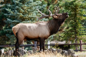 Rocky mountain elk on a ranch on a sunny day