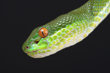 Portrait of a Chinese Tree Viper against a black background
