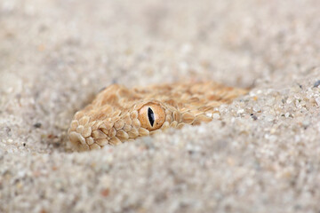 A portrait of a Sahara Sand Viper hidden in the sand

