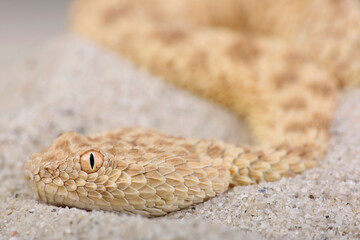 A portrait of a Sahara Sand Viper
