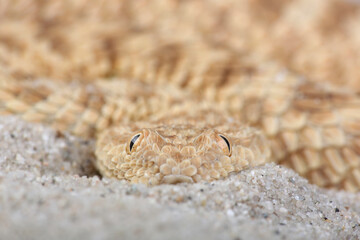 A portrait of a Sahara Sand Viper

