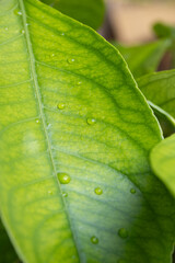 Feuille de citronnier