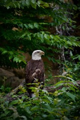 Vertical shot of a perched eagle