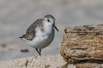 Closeup of a sanderling perched on a wooden log with a blurry background