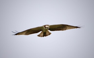 Majestic osprey bird soaring through the clear blue sky, its wingspan open wide