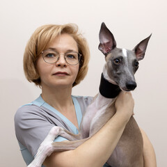 A veterinarian woman holds a beautiful Whippet dog in her arms in a black collar