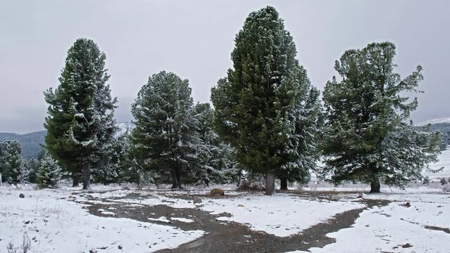 Altaimountain cedar forest under the snow. n the foreground is a stream of melting snow. Seminsky mountain pass.