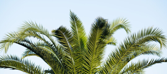 Fototapeta na wymiar Palm leaf over blue sky wallpaper. Tropical palm tree over sky background.