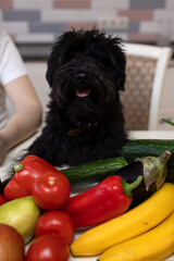 A black dog sits in the kitchen at a table with vegetables and fruits and watches with the camera