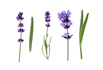 Lavender flowers isolated on transparent background. Collection of lavender flowers and leaves for design.