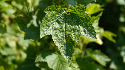Currant leaves damaged by fungal diseases or insect pests. Deficiency or excess of elements and microelements of plant nutrition, disease.