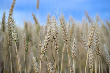 Ripe spikelets of wheat in a field