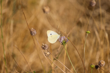 Macro of a cabbage white, pieris rapae, butterfly with blurred bokeh background.