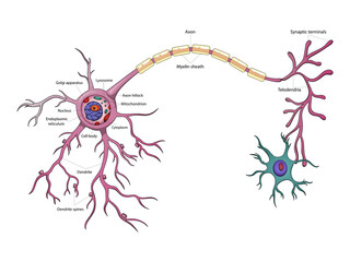 Neuron structure brain cell diagram schematic raster illustration. Medical science educational illustration