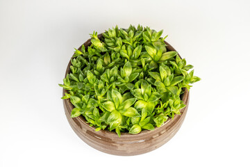 Haworthia cooperi succulent isolated on a white background.