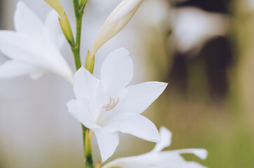 Watsonia white flower horizontal photo.