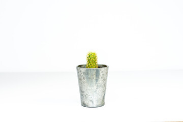 Mammillaria elongata ladyfinger cactus on white background