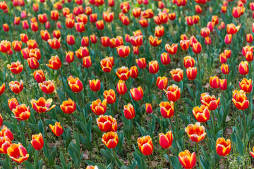 blooming spring orange tulips flower like background in park, garden floral background