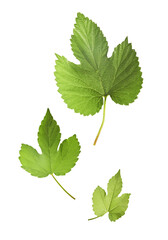 Fresh green hops plant falling in the air isolated