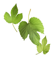 Fresh green hops plant falling in the air isolated