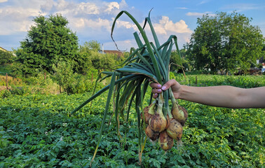 a bunch of fresh onions in the hands of a farmer. Selective focus