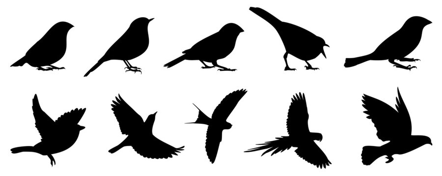 Black bird silhouette collection. Set of black bird silhouette isolated
