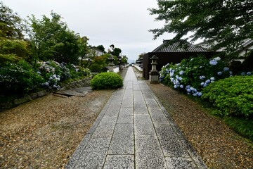 日本の奈良のアジサイ寺の矢田寺