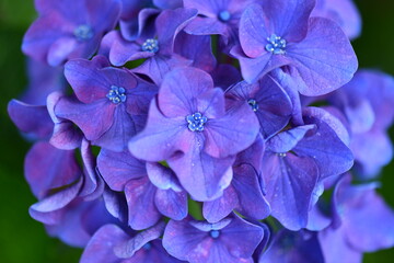 日本のアジサイ