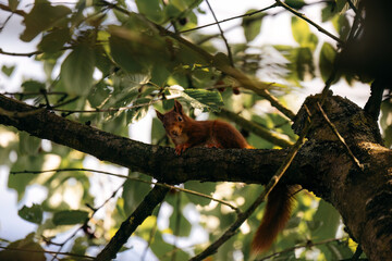 Red squirrel in a tree in a garden in the warm light of spring in Germany, Europe
