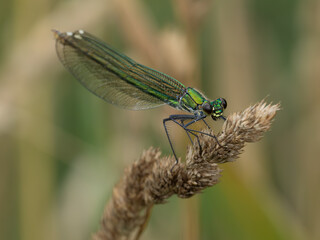 Libelle