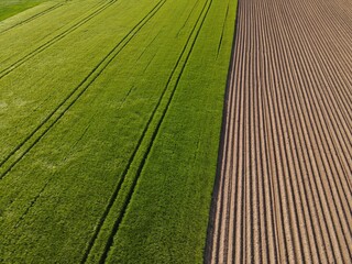 Aerial view of a plowed arable field with dirt and a green growing crop field with lanes in spring 