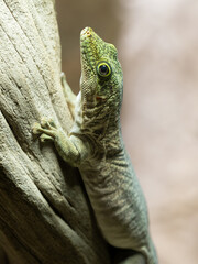 Taggecko