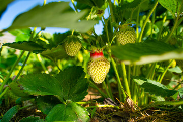 Green unripe growing strawberries begin to turn red. The beginning of the ripening of red...