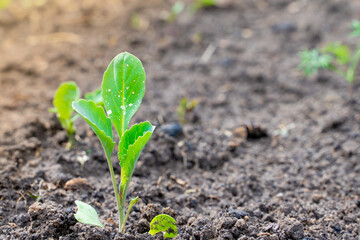 A young cabbage seedling grows in the soil close-up on a blurred background. Seedlings of cauliflower in spring on a garden bed in drops of water
