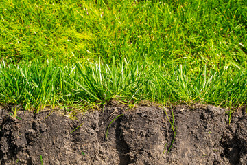 Volumetric section of a lawn with soil, close-up. Side cut, side view of growing ornamental green grass on a lawn